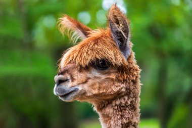 Yeşil arka planda yetişkin kahverengi Alpaka portresi