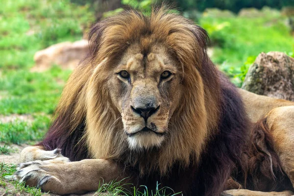 Portrait of male Barbary lion, lso called the North African lion, Atlas lion and Egyptian lion