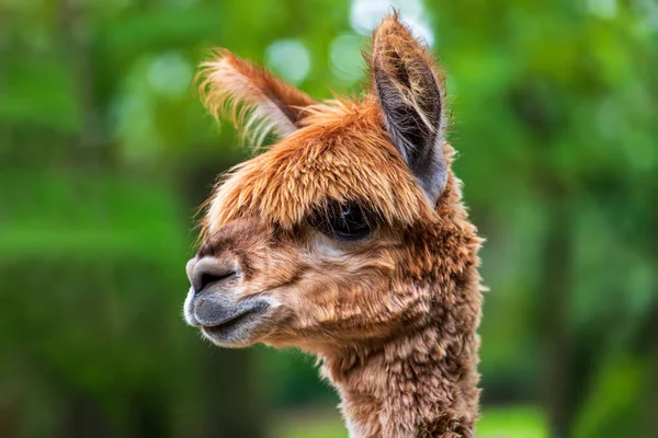 Yeşil arka planda yetişkin kahverengi Alpaka portresi