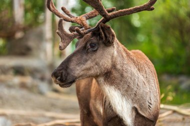 Portrait of Boreal woodland caribou, Rangifer tarandus caribou, eastern woodland caribou, boreal forest forest-dwelling caribou clipart