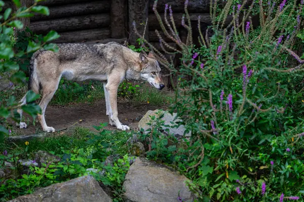 Восточный Лесной Волк Наблюдает Окрестностями — стоковое фото
