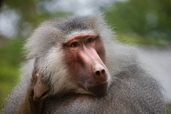 Πορτρέτο Του Ενήλικου Αρσενικού Πίθηκου Μπαμπουίνου Papio Hamadryas — Φωτογραφία Αρχείου