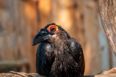 Güney boynuz gagası manzarası, Bucorvus Leader Beateri, ağaç dalında oturuyor. 