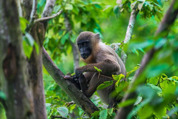 Young Drill Monkey Mandrillus Leucophaeus Sitting Tree Branch — Stock Photo, Image