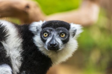 Siyah-beyaz yakut lemur portresi, Varecia varecia subcincta