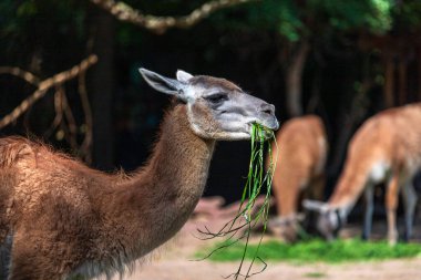 Yetişkin Lama çiftlikte ot yiyor.