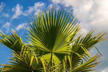 Washingtonia robusta, Meksika fan palmiyesi, Meksika Washingtonia, gökyüzü arka planında gökyüzü.