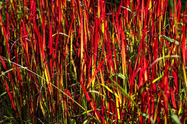 Imperata silindiri, kogongrass, yaz çayırında kunai otu.