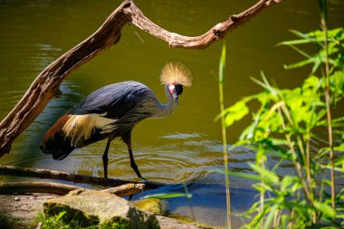 Siyah taçlı vinç, Balearica pavonina gölün kıyısına yürüyor.