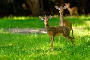 Pygmi Kirk 'ün dik-dik' i, Madoqua kirkii, yeşil çayırlardaki küçük antiloplar.