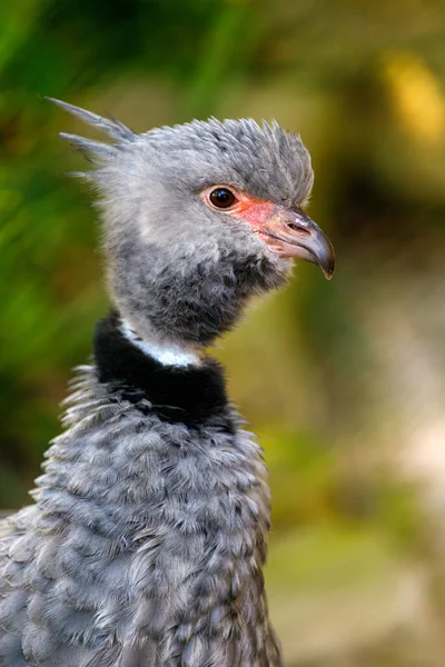 Portrétní Profil Jižního Křiklouna Chauna Torquata Wildbird — Stock fotografie