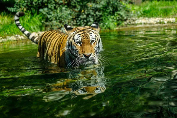Sibirian Amur Tiger Vai Nadar Lago — Fotografia de Stock