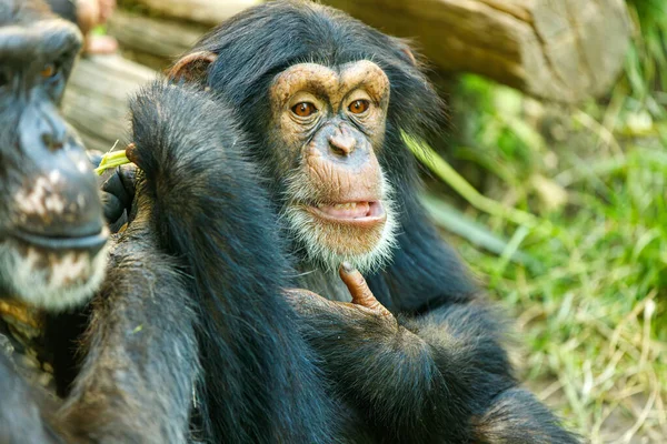 Portrait Femme Adulte Pan Chimpanzé Bonobo Photo De Stock