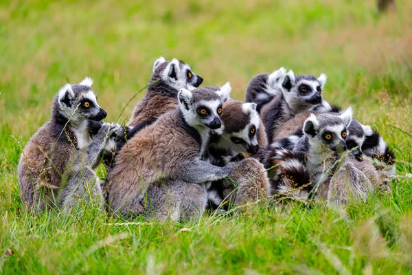Family of ring-tailed lemur, cattas on the green grass meadow