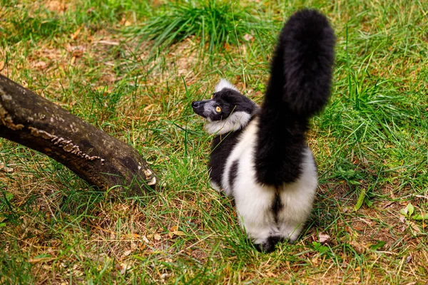 Widok Tyłu Czarno Biały Ruffed Lemur Varecia Varecia Subcincta — Zdjęcie stockowe