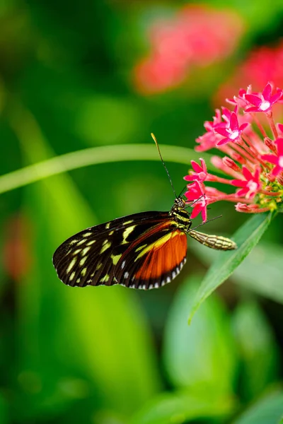Tithorea Tarricina Tarricina Longwing Variable Presonien Papillon Tigre Taches Crème — Photo