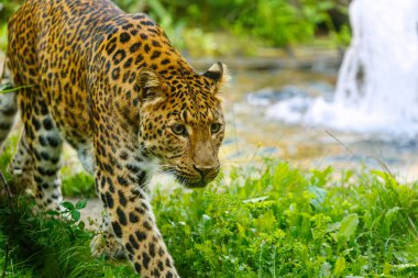 Majestic Amur leopard, Panthera pardus orientalis walks around the lake clipart