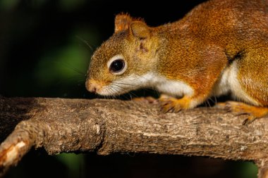 Amerikan kırmızı sincabının portresi, Tamiasciurus hudsonicus ağaç dalında