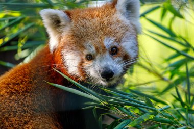 Ailuridae Kızıl Panda 'nın bambu yaprakları yiyen portresi