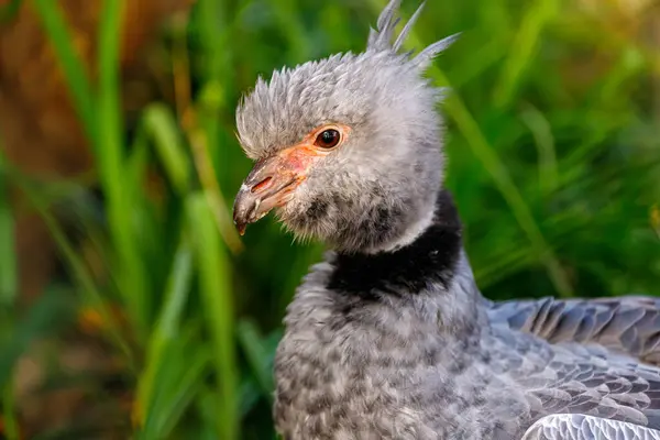 Portrétní Profil Jižního Křiklouna Chauna Torquata Divoký Pták Zeleném Pozadí — Stock fotografie