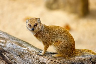 View of adult yellow mongoose, Cynictis penicillata, red meerkat sitting on the tree branch clipart