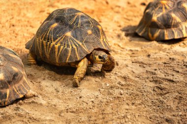 Leopar kaplumbağası, Stigmochelys pardalis, kumsalda yürüyen olgun bir kukla.