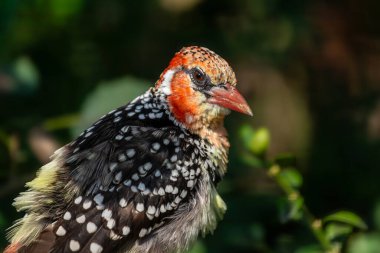 Portrait of adult female red-and-yellow barbet, Trachyphonus erythrocephalus clipart