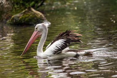 View of  Australian pelican , Pelecanus conspicillatus  swimming in the lake clipart