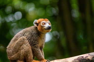 Yetişkin kadın, ağaç gövdesinde taçlandırılmış lemur, Eulemur tacı.