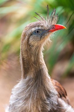 Portrait of Red-legged seriema, Cariama cristata, also known as the crested cariama clipart