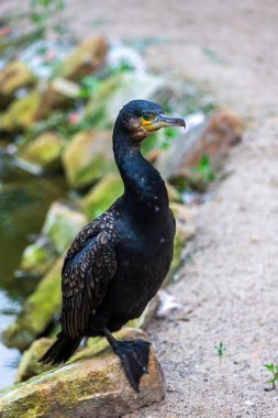 Full body of adult great black cormorant, Phalacrocorax carbo, black shag, kawau clipart