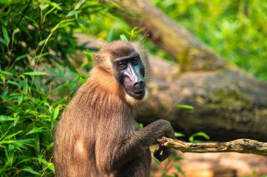 Portrait of adult female drill, Mandrillus leucophaeus, sitting on the tree trunk clipart