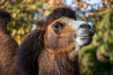 Yetişkin bakteri devenin portresi, Camelus bactrianus, iki hörgüçlü deve