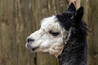 Çiftlikteki yetişkin siyah beyaz Alpaca Lama Paco 'nun portresi