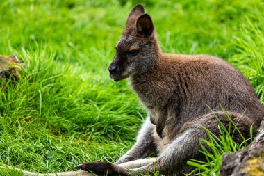 Genç dişi makropodidae kangurusu çayırda oturuyor.