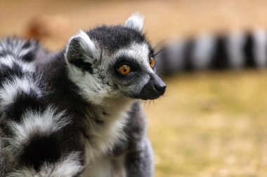 Portrait of aduld ring-tailed lemur catta clipart