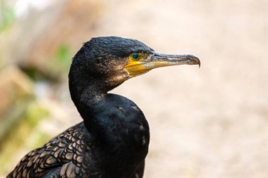 Yetişkin büyük siyah karabatak portresi, Phalacrocorax karbo, siyah tüy, kawau