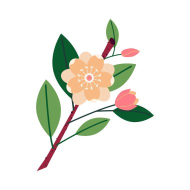 Çiçek açan bir manolya, beyaz arka planda güzel bir çiçek..