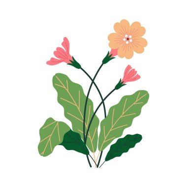 Çiçek açan bir çiçek, beyaz arka planda güzel bir çiçek..