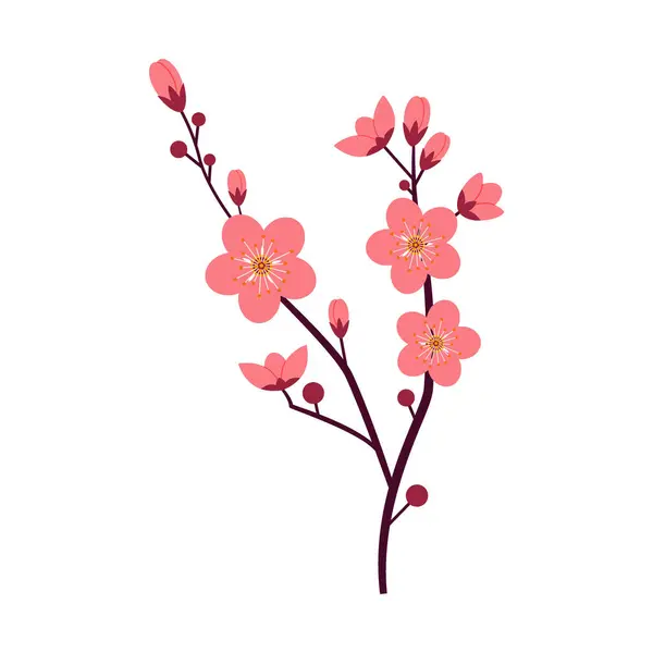 Çiçek açan bir kiraz çiçeği, beyaz arka planda güzel bir çiçek..