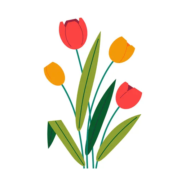 Çiçek açan bir lale, beyaz arka planda güzel bir çiçek..