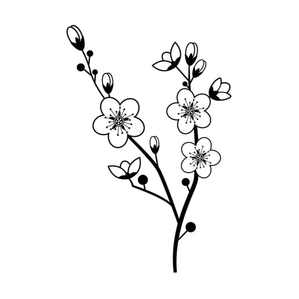 Çiçek açan bir kiraz çiçeği, beyaz arka planda güzel bir çiçek..