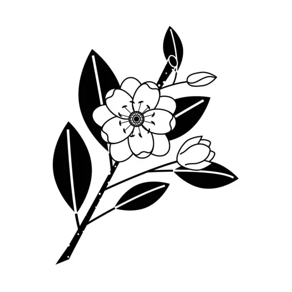 Çiçek açan bir manolya, beyaz arka planda güzel bir çiçek..