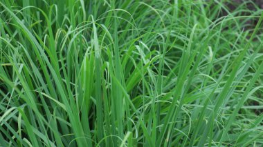 Canlı yeşil limon çimi bitkilerinin yakın çekimi bir ev bahçesinde gelişiyor. Limon otu yemek ve geleneksel tıpta kullanılan popüler bir bitkidir..
