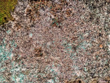 Benzersiz yosun desenli soyut vektör çizimi. Bu tasarım sanatsal ve modern bir görünüm sunuyor. Göz alıcı özgeçmiş gerektiren yaratıcı projeler için uygun.