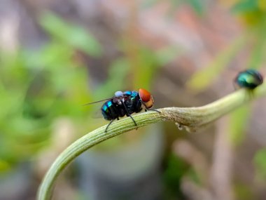 Yeşil şişe sineği (