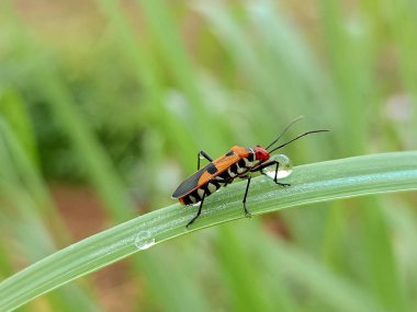 Kızıl Pamuk Böceği (Dysdercus cingulatus) - Kızıl Pamuk Böceği izole edildi, Kızıl Pamuk Böceğini kapatın