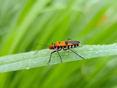 Yeşil Yaprak üzerinde Dysdercus cingulatus (Kızıl Pamuk Böceği veya Kızıl Pamuk Stainer) - Yakın plan Görünümü