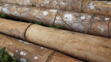 Sert, yıpranmış bir dokuya sahip bambu sapları, açık havada yakalanmış. Bu resim bambu ağacının doğal güzelliğini ve dokusunu gösteriyor., 