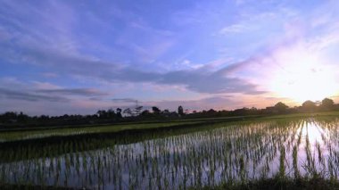 Sabah Gündoğumu Paddy Field View